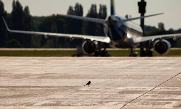 Bird on the apron of the airport. Airplane on the runway. The concept of a live bird and an iron one. Industrial landscape.The Airfield stock photo