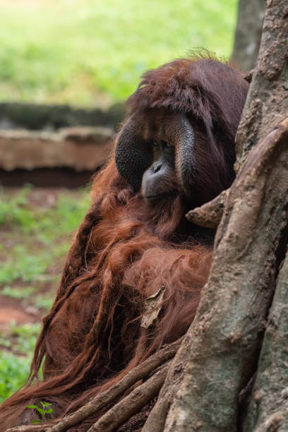 istock Big male orangutan 1257249054