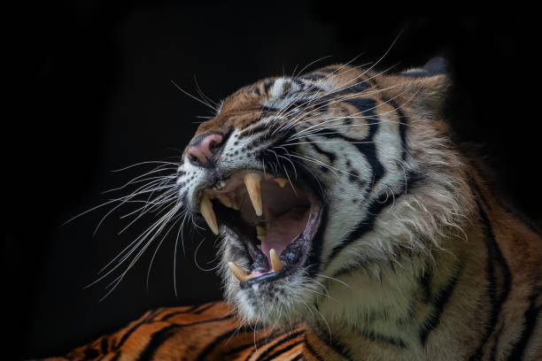 istock Roaring tiger in black background 1257249056