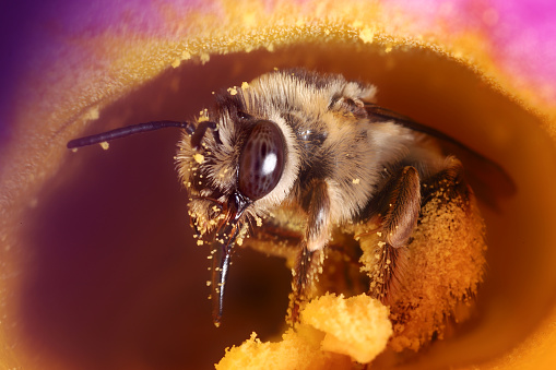 Portrait of a fuzzy bee with extended proboscis, prominant, patterned compound eye, and pollen grains stuck everywhere, forages in a pink, purple, orange, and yellow flower.  North American native pollinator.