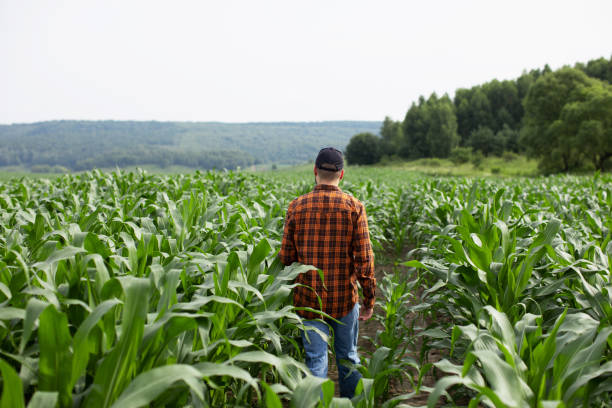 istock A young farmer walks through a green corn field and looks for sick corn 1257249918