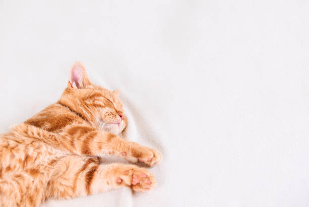 istock Sleeping little red kitten sleeps on a white bed. Place for text. 1257250338