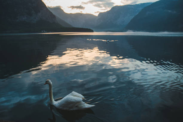 istock floating white swan in clear blue water 1257250478