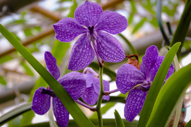 Beautiful violet orhidaeceae Vanda coerulescens