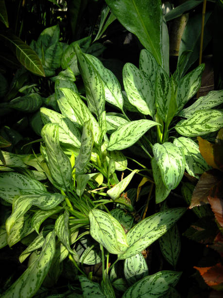 istock Bush Aglaonema Commutatum (Or Aglaonema Schott) In The Sunlights. 1257251710