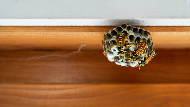 istock Wasp Nest on a brown window reveal with a white wall. 1257253528