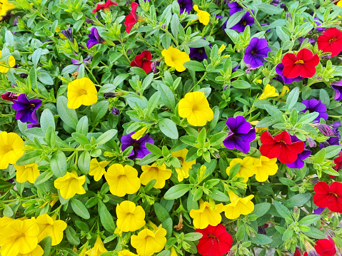 Close-up of red, yellow and purple calibrachoa flowers in the garden.
