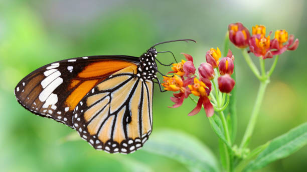 istock monarch butterfly on flowers 1257255482