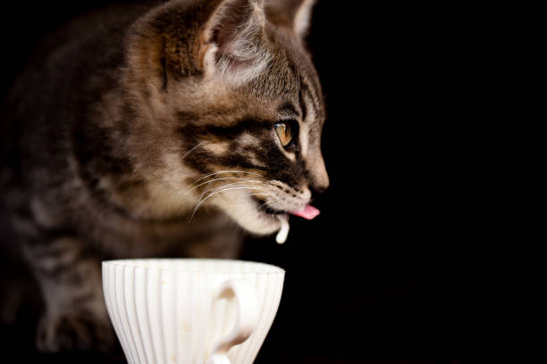 istock Little cute pet cat on a black background. 1257255745