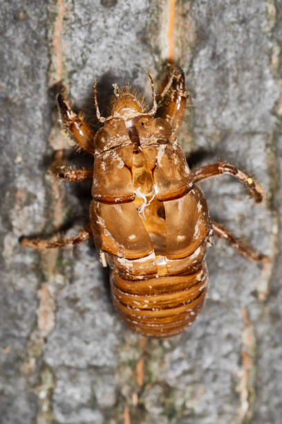 istock Abandoned cicada shell. Image of an insect shell exoskeleton. 1257256034