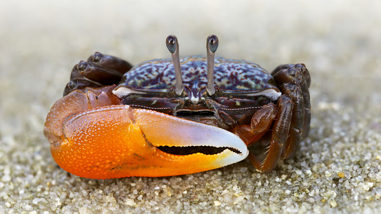 violinist crab with a big orange claw on the beach of Koh Phayam, Thailand