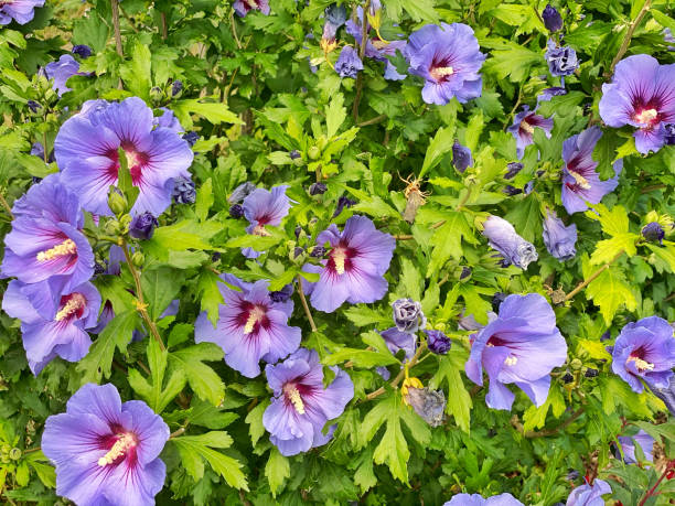 Close-up of beautiful  hibiscus flowers blooming in summer.