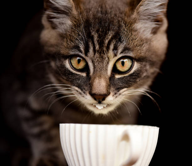 istock Little cute pet cat on a black background. 1257256180