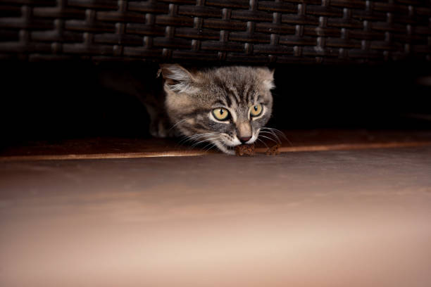istock Little cute pet cat on a black background. 1257256868