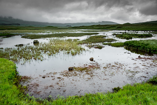 a view of Rannoch moor, between moor and marsh, in the rain.