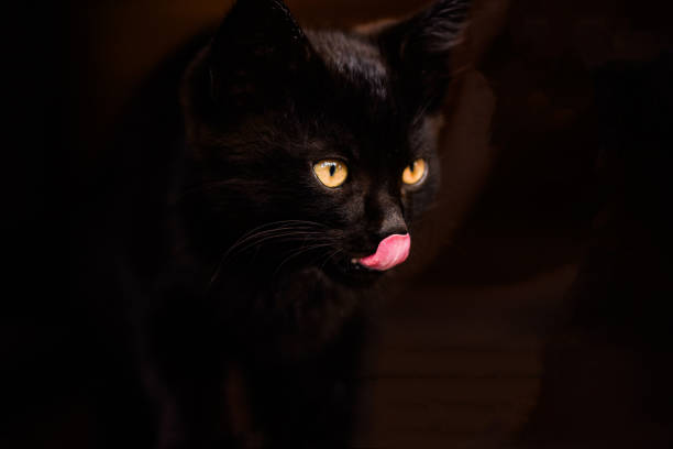 istock Little cute pet cat on a black background. 1257257137