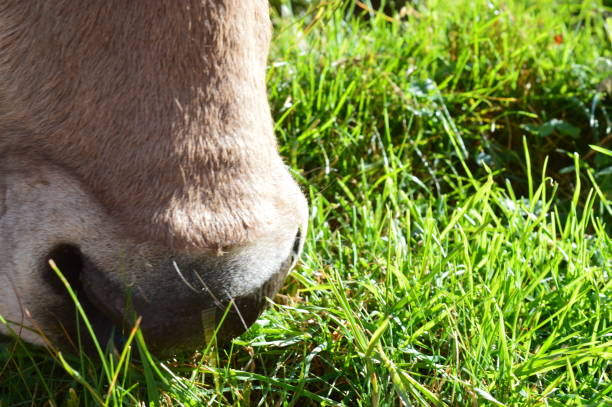 istock Portrait of a cow 1257257194
