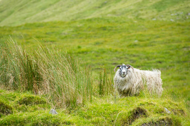 lungo la west highland way in scozia. - country road lane road dirt road foto e immagini stock