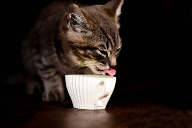 istock Little cute pet cat on a black background. 1257258487