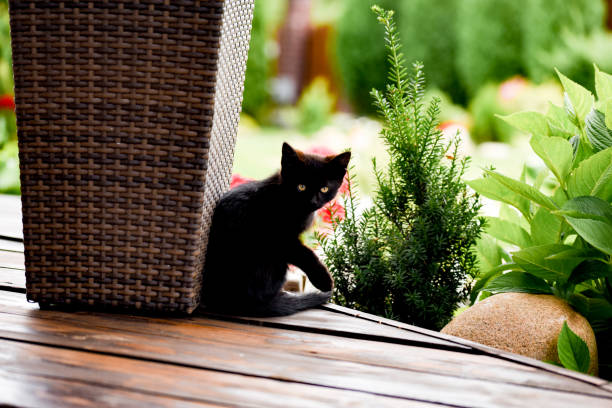 istock Little cute pet cat on a black background. 1257258503
