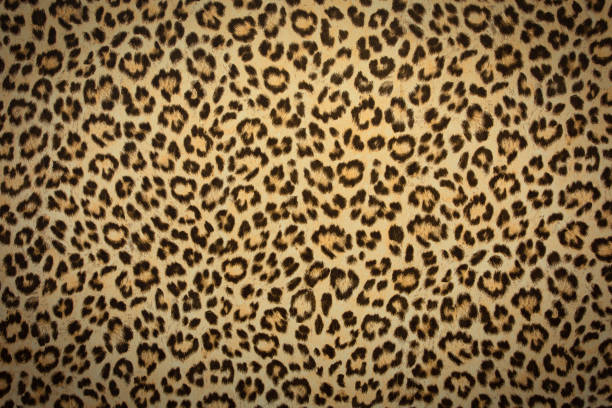 textura de fondo de piel de leopardo, diseño retro piel real, primer plano salvaje pelo animail moderno - panthers fotografías e imágenes de stock