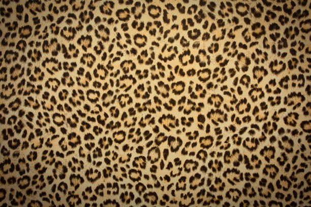 textura de fundo pele leopardo, design real pele retrô, close-up cabelo animail selvagem moderno - pele de animal têxtil - fotografias e filmes do acervo