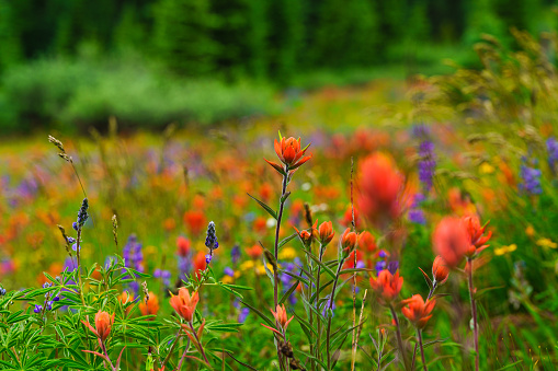 Colorado Wildflowers in Mountain Meadow - SCenic landscape with rich fields of colorful wildflowers in summer including Indian Paintbrush, Lupine and other alpine wildflowers.