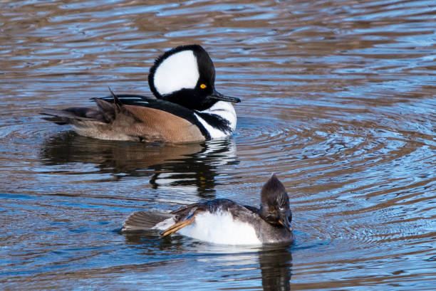 istock Hooded Mergnser Ducks Swimming in a river 1257260151