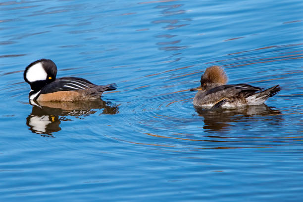 istock Hooded Mergnser Ducks Swimming in a river 1257260155