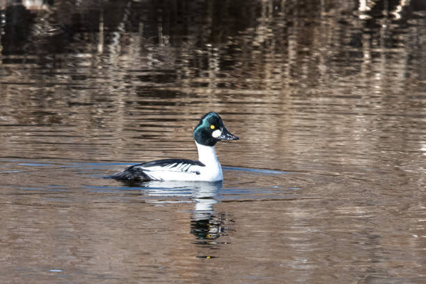 istock Male Common Goldeneye 1257260206