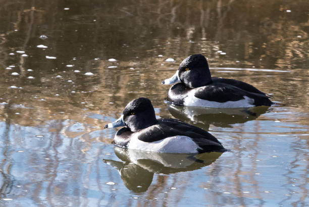 istock Ring-Neck Ducks Swimming 1257260214