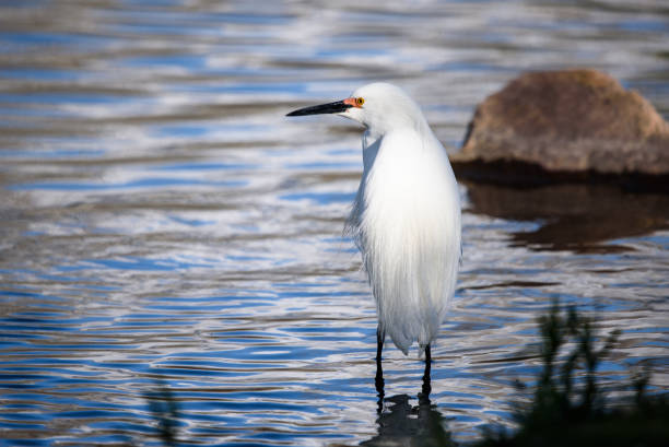 un échassage d’oiseau d’aigrette neigeux - wading snowy egret egret bird photos et images de collection