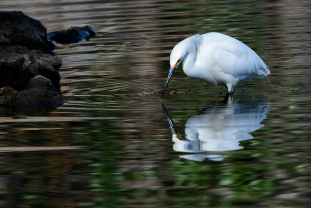 un échassage d’oiseau d’aigrette neigeux - wading snowy egret egret bird photos et images de collection