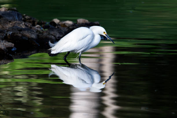 un échassage d’oiseau d’aigrette neigeux - wading snowy egret egret bird photos et images de collection