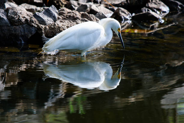 un échassage d’oiseau d’aigrette neigeux - wading snowy egret egret bird photos et images de collection