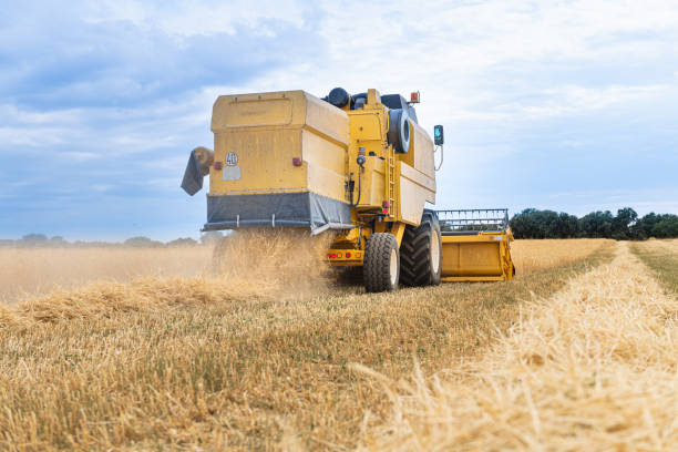 istock wheat mower working in the field during harvest
