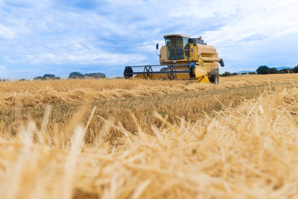 istock wheat mower working in the field during harvest