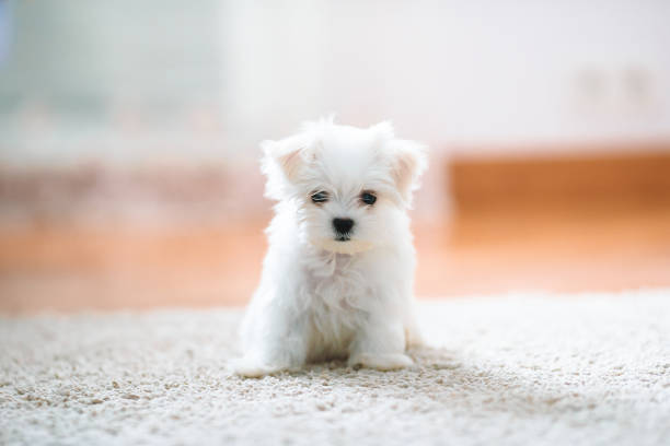 istock White cute maltese puppy, 2 months old looking at us 1257261650