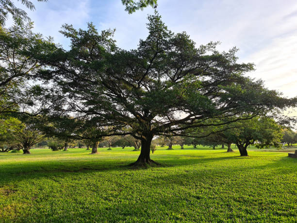 Beautiful trees, of different species, embellishing the city park.