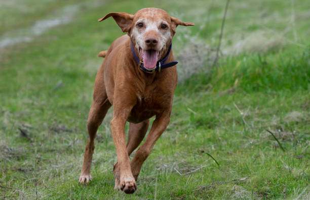 Vizsla Senior Dog Running in the Park stock photo