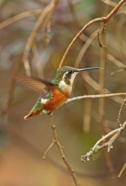 istock White-bellied Woodstar 1257263156
