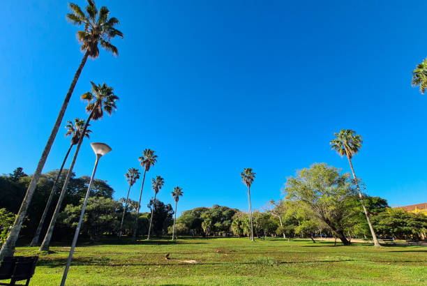istock Beautiful trees, of different species 1257263810