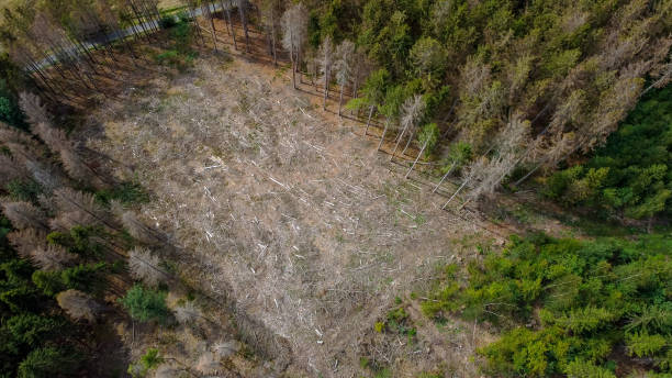 istock Forest cleared due to bark beetle infestation - aerial view 1257263881