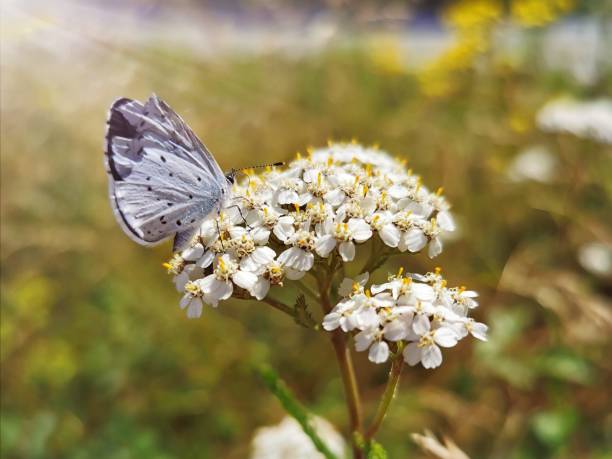 Small butterfly in pastel blue with delicate dots on white flowers illuminated by the sun