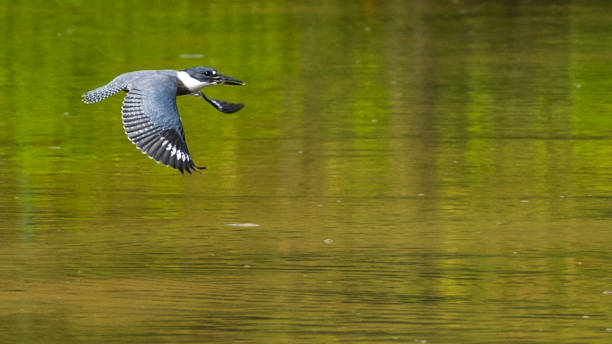 istock Kingfisher on a branch and in flight 1257265576