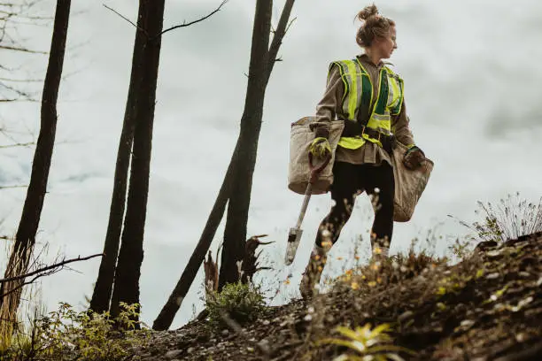 Female planting trees in forest. Woman tree planter wearing reflective vest walking in forest carrying bag full of trees and a shovel.