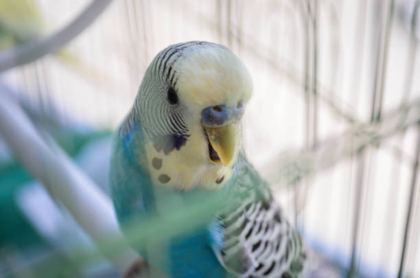 istock Beautiful soft colors of a parrot 1257266723
