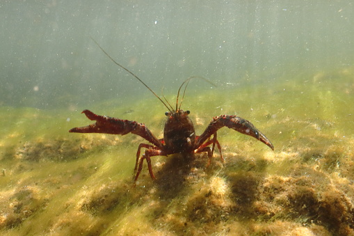 A crayfish (Procambarus clarkii) an invasive species of the Salagou lake in the south of France