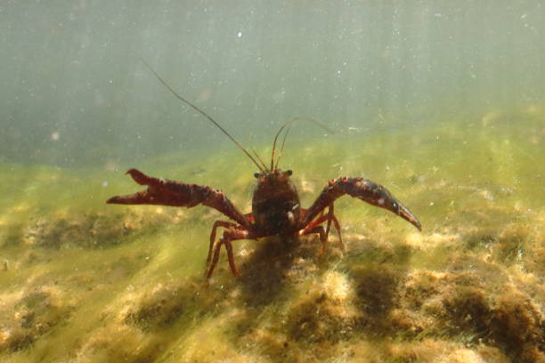 Crayfish stock photo