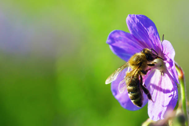 istock Honeybee collecting pollen from purple wildflower 1257267014